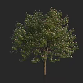 Blooming Deciduous Arbor With Lush Green Leaves White Flowers And Brown Trunk
