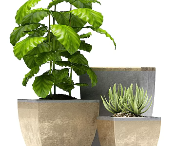 Modern Indoor Decorative Potted Plants With Geometric Pots And Leaf Varieties 3d model