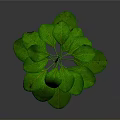 Vibrant Green Plant With Upright Stem And Fresh Green Leaves On Gray Background