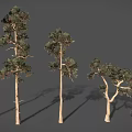 Different Shaped Trees with Slender Trunks and Branched Branches and Green Foliage Against Gray Background