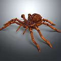 Brown Spider With Patterned Body And Long Legs On Gray Background