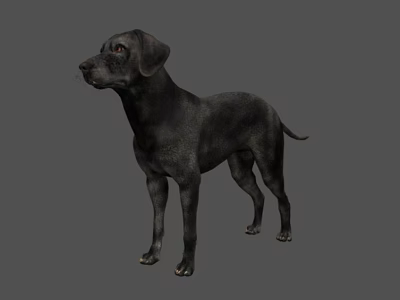 Black Dog Standing In Full Body View Against Gray Background 3d model