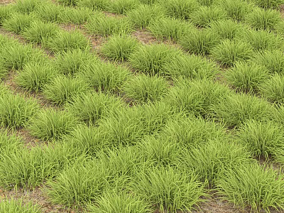Green Grasses with Lush Growth and Uniform Density in Natural Garden Setting 3d model