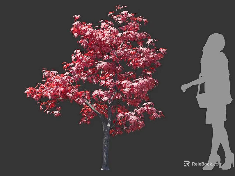 Red Leaf Tree With Vibrant Foliage And Human Silhouette In Background 3d model