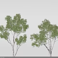 Two Tall Trees with White Trunks and Lush Green Foliage in Natural Growth