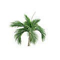 Different Types of Green Leafy Trees With Lush Foliage and Tropical Features