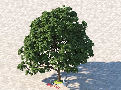 Lush Fragrant Tree With Dense Green Foliage Standing On Paved Ground 3d model