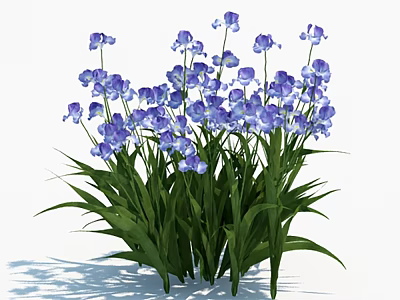 Vibrant Purple Irises With Green Leaves Growing Together In Garden 3d model