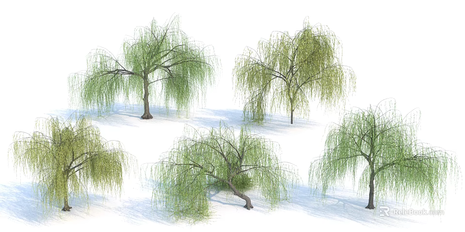 Multiple Willow Trees With Green Hanging Branches And Straight Trunks Against White Background 3d model