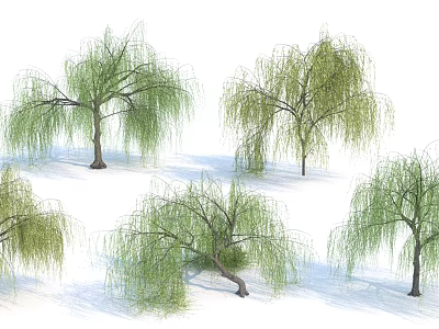 Multiple Willow Trees With Green Hanging Branches And Straight Trunks Against White Background 3d model