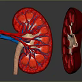 Human Kidneys 3D Anatomical Model Showing Internal Structure And Blood Vessels