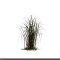 Ornamental Grasses with Green and Brown Leaves Standing on White Background with Shadows