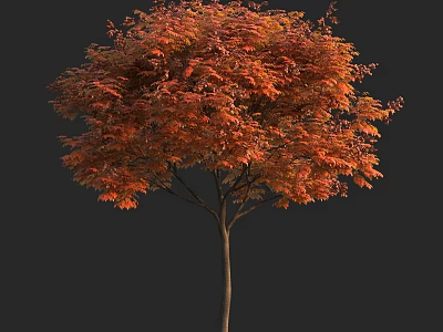 Vibrant Tall Tree With Lush Orange Red Autumn Foliage And Brown Trunk 3d model
