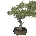 Decorative Indoor Bonsai Plant With Lush Green Foliage And Textured Trunk In Brown Ceramic Pot