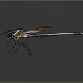 Dragonfly With Pink And Orange Transparent Wings And White Body On Dark Background 3d model