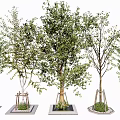 Tree Pond Cover Plate Tree Guard Tree Grate Tree Ware Trees Arbor Street Trees 3d model