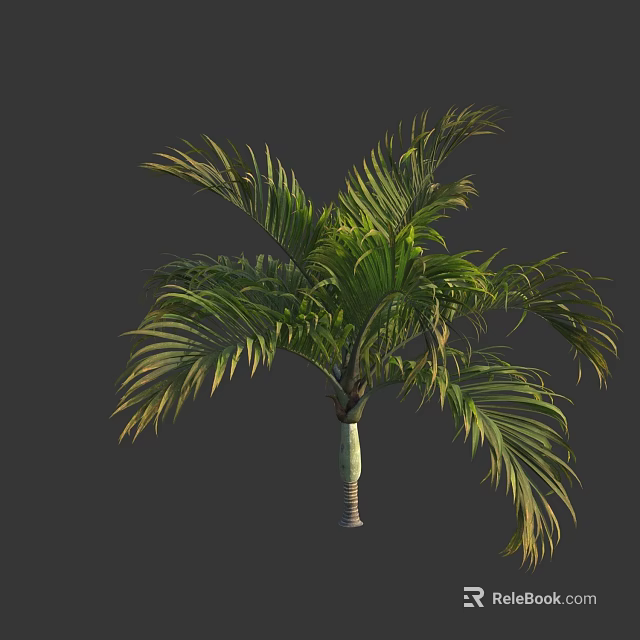 Lush Tropical Palm Tree With Feathery Green Leaves And Slender Trunk 3d model 