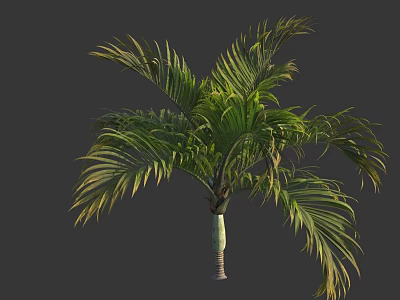Lush Tropical Palm Tree With Feathery Green Leaves And Slender Trunk 3d model