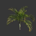 Lush Tropical Palm Tree With Feathery Green Leaves And Slender Trunk