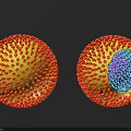 3D Model of Virus Structure Showing Cross Section and Internal Blue Purple Core