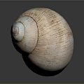 Sea Snail Natural Shell With Light Brown Striped Texture And Smooth Surface