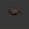 Shiny Red And Black Beetle With Dark Head And Legs On Dark Background
