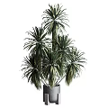 Bonsai Potted Plant With Lush Green Leaves In Decorative Gray Pot