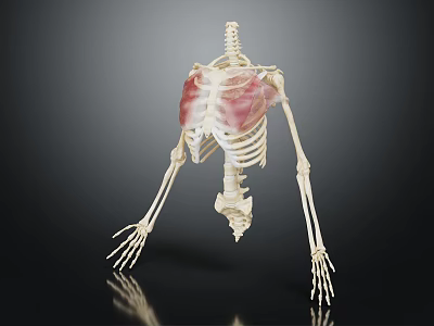 Anatomical Skeleton Model Displaying Thoracic Cavity With Red Highlighted Areas 3d model