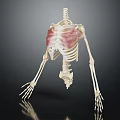 Anatomical Skeleton Model Displaying Thoracic Cavity With Red Highlighted Areas