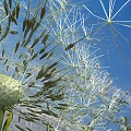 Delicate Wildflower Display With Fluffy Dandelion Seeds And Clear Blue Sky