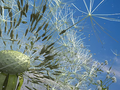Delicate Wildflower Display With Fluffy Dandelion Seeds And Clear Blue Sky 3d model