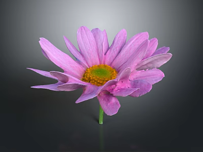 Pink Purple Daisy with Soft Petals Yellow Center Green Stem and Dark Background 3d model