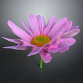 Pink Purple Daisy with Soft Petals Yellow Center Green Stem and Dark Background