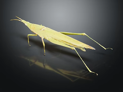 Yellow Grasshopper with Long Legs on Black Background with Clear Reflection 3d model
