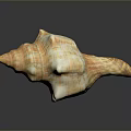 Marine Animal Conch Shell Striped Orange And White Spiral Close Up View