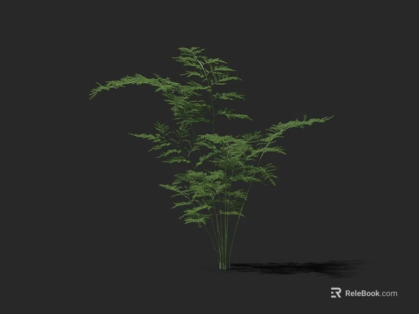 Green Arbor With Lush Leaves And Slender Branches Against Dark Background 3d model 