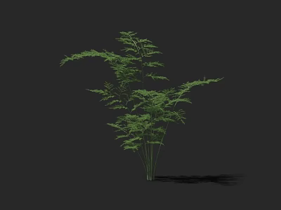 Green Arbor With Lush Leaves And Slender Branches Against Dark Background 3d model