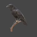 Black Crow Perched On Wooden Branch With Gray Background And Detailed Feathers