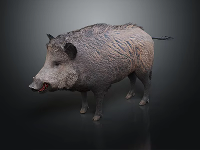 Wild Boar With Thick Coarse Fur Standing On Dark Background In Detailed View 3d model