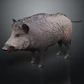 Wild Boar With Thick Coarse Fur Standing On Dark Background In Detailed View 3d model