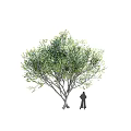 Different Arbor Tree Species with Varied Foliage and Human Scale Reference 3d model