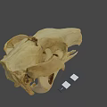Detailed Animal Skull Anatomical Structure Featuring Natural Bone Texture And Teeth