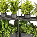 Stylish Indoor Hanging Planters With Lush Green Plants And Trailing Vines