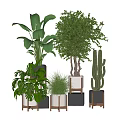 Indoor Bonsai and Potted Plants with Green Shrubs Cactus and Stylish Decorative Pots