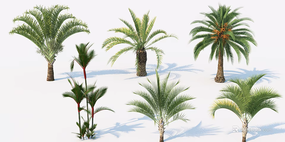 Various Arborescent Plant Species Featuring Different Palm Leaves And Green Foliage 3d model 