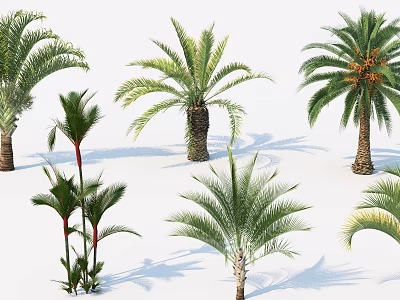 Various Arborescent Plant Species Featuring Different Palm Leaves And Green Foliage 3d model