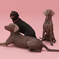 Three Brown And Black Reptiles Posing On Pink Background In Studio 3d model