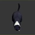 Blue and white cat sitting on dark background with bright yellow eyes