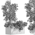 Green Trees And Shrubs In Grey Planters With White Background And Lush Foliage