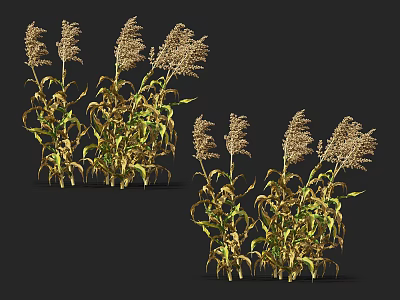 Growing Sorghum Plants With Tall Stems Spiky Tops And Green Yellow Leaves 3d model